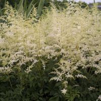 Astilbe - Bridal Veil (White)